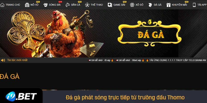 Đá gà phát sóng trực tiếp từ trường đấu Thomo